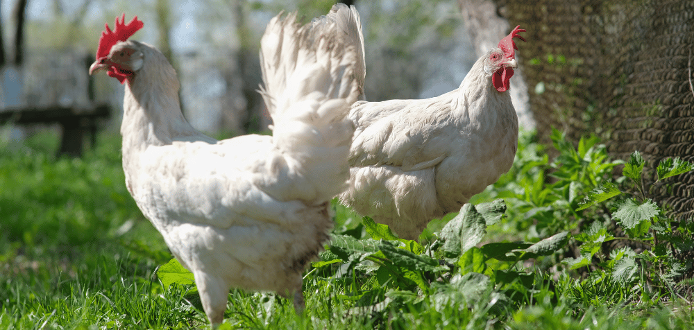What Makes a Balanced Diet for Your Chickens?