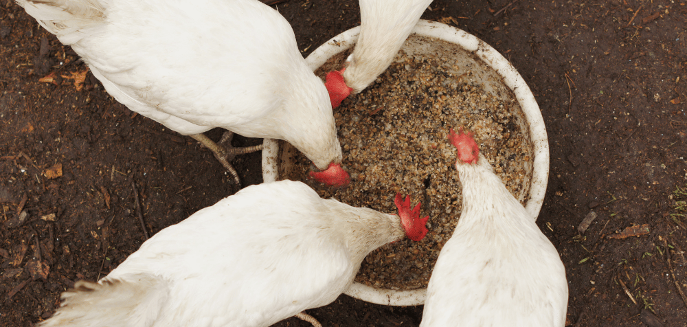 Commercial Chicken Feed vs. Homemade Diet for Your Chickens
