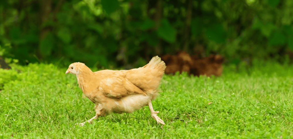 How to Introduce New Chickens to Your Flock Safely