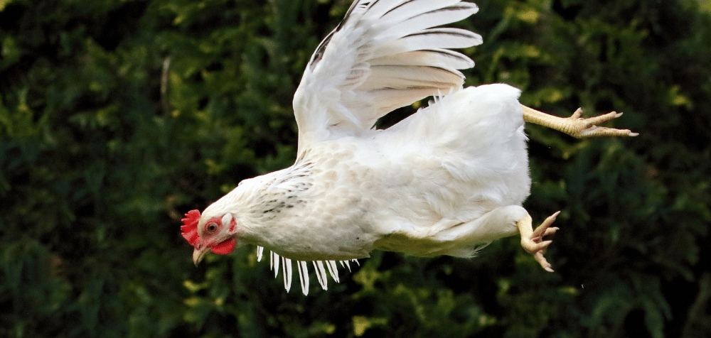 Troubleshooting Problems When You Introduce New Chickens