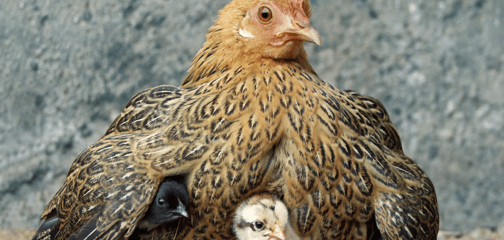 How to Care for Broody Hens and Their Eggs