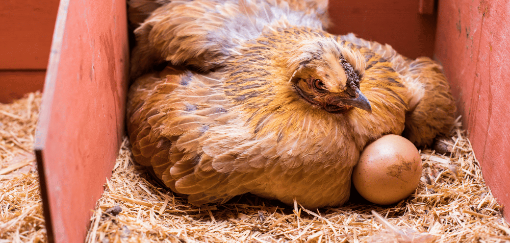 Setting Up the Perfect Nest for Your Broody Hens
