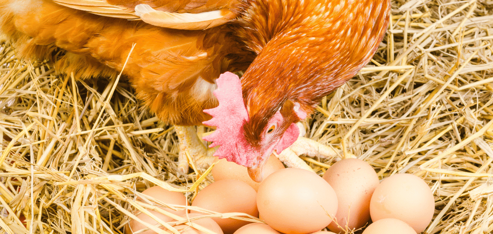 Caring for the Eggs Under a Broody Hen
