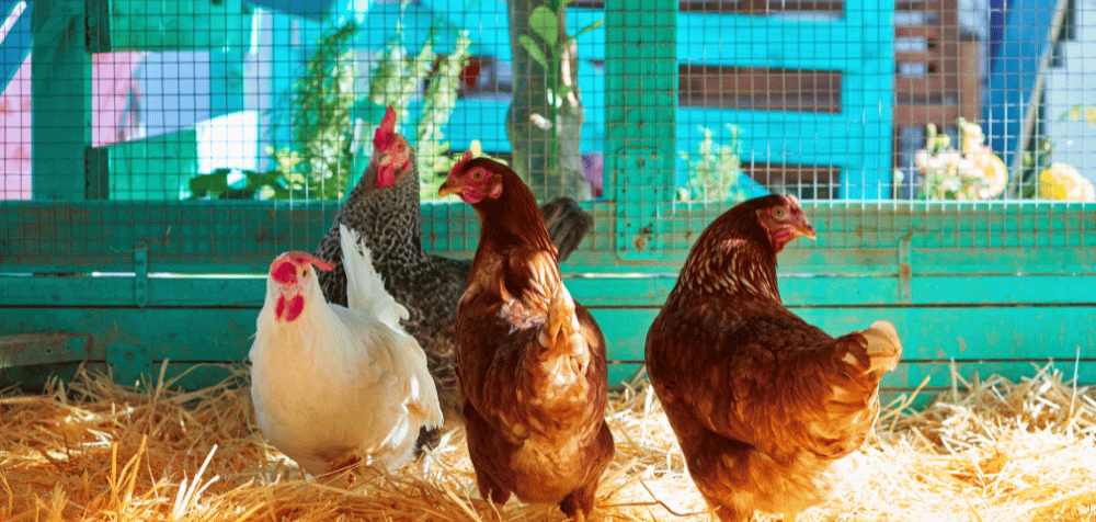 Your chicken breed matters