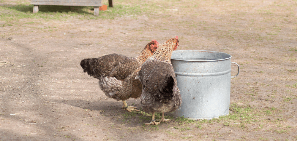 How to Keep Your Chickens Cool During Hot Weather