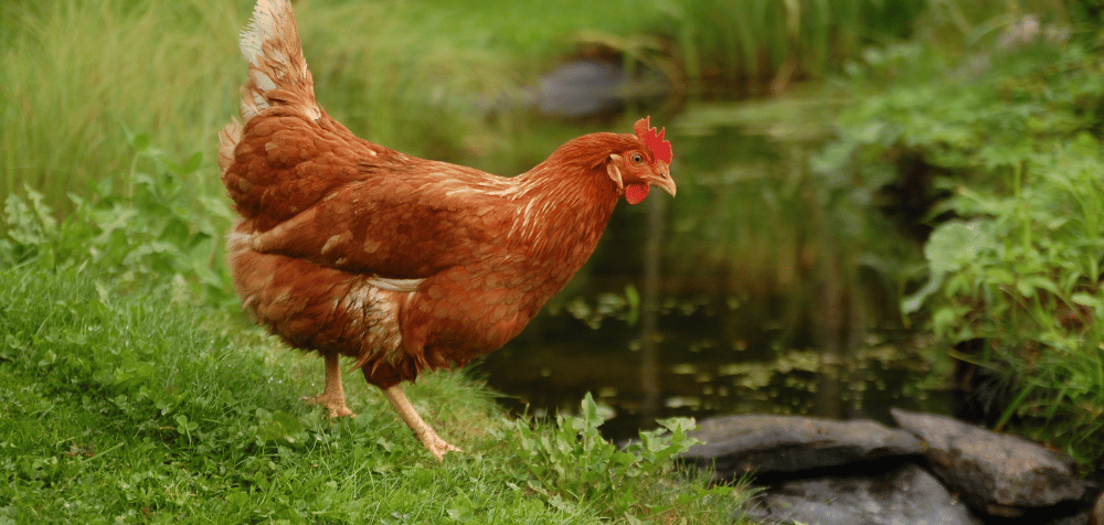 keep your chickens cool