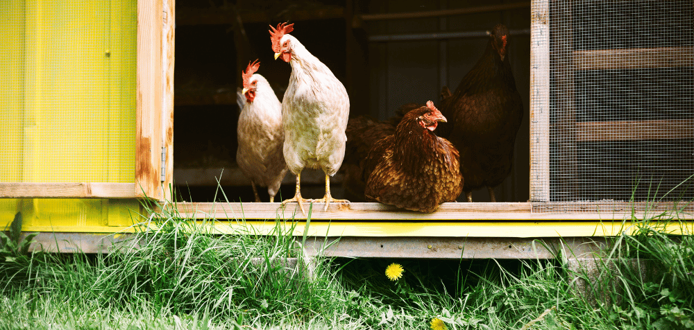 Create Shade in the Coop and Run