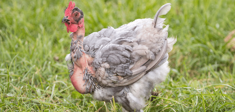 Is chicken molting ok