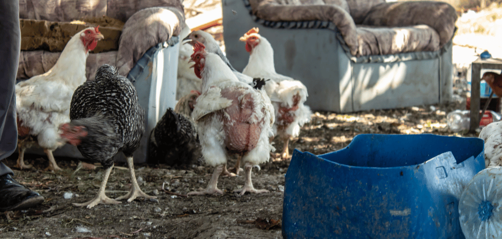 How to Help Chickens During Molting