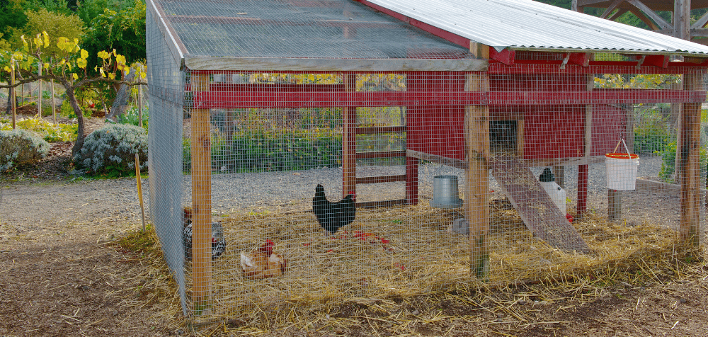 Why Is a Predator Proof Chicken Coop Important?