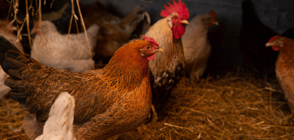 Health Benefits of Chicken Coop Lighting