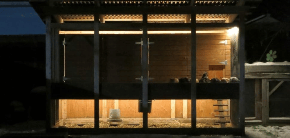 Different Types of Chicken Coop Lighting for Winter