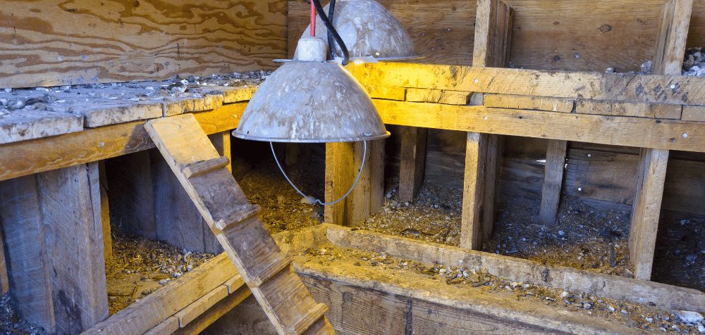 Best Types of Chicken Coop Lighting for Winter Months