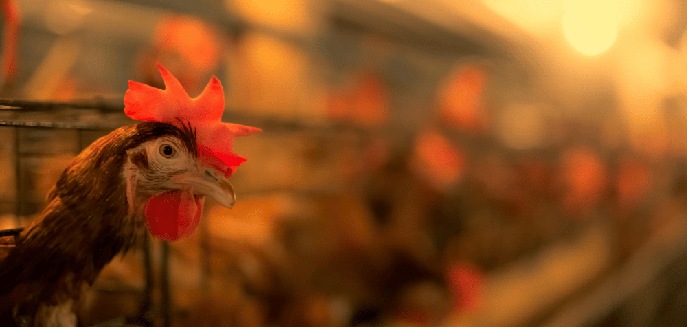 How to Create a Lighting Schedule for Chickens