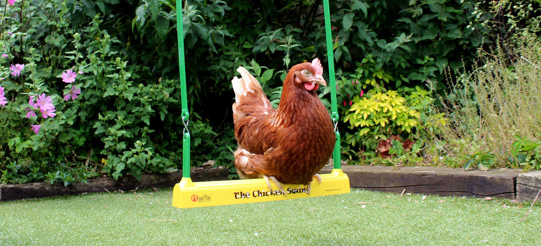 Chicken Coop Accessories