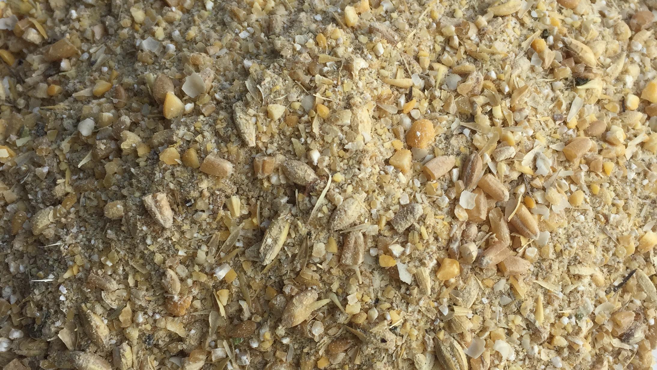 What is laying mash for chickens