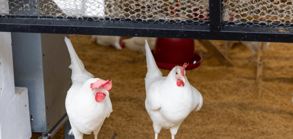 Chicken coop bedding needs