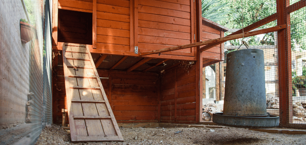 What every chicken coop needs